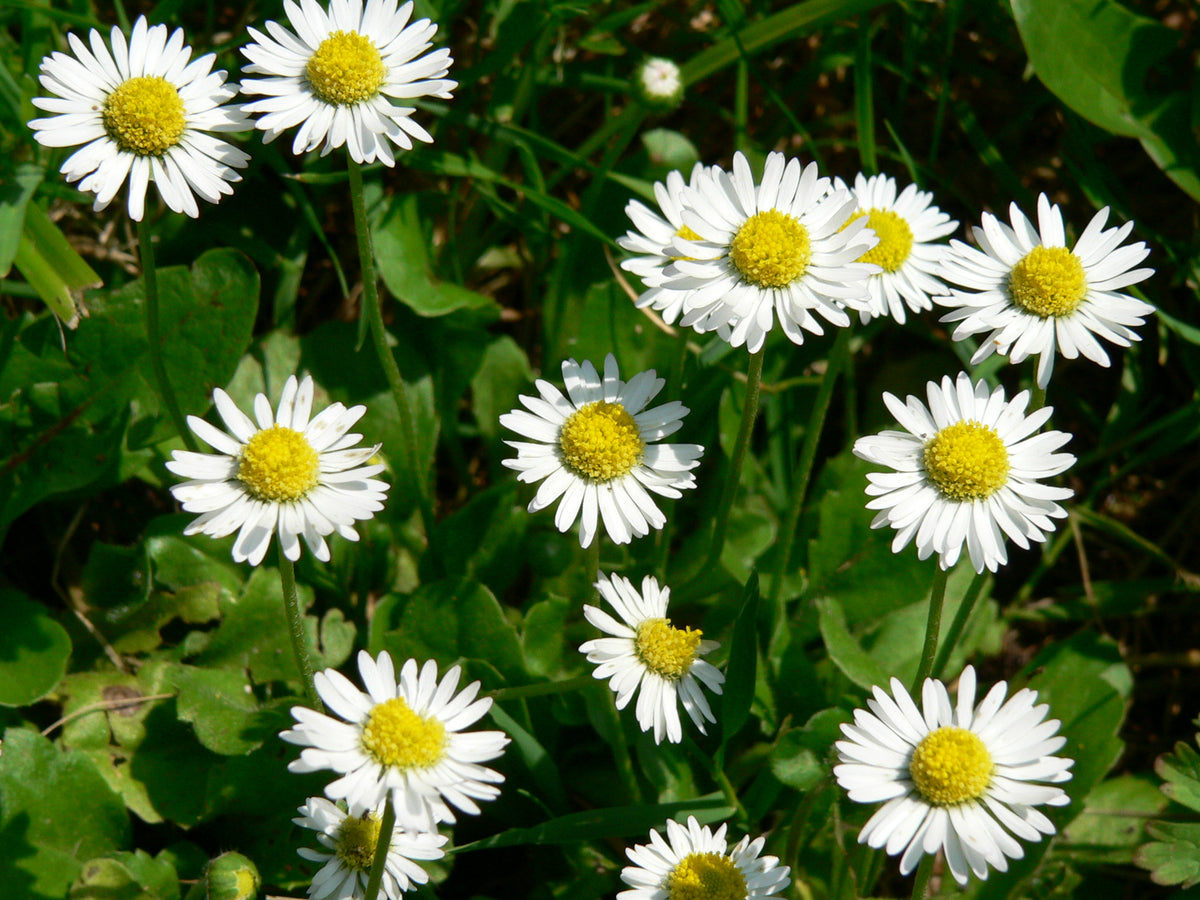 Bookmark Painting : Daisy Field